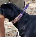 Wayside Kennel Gear