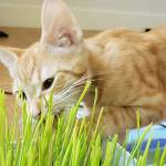 Creekside Critters Pet Sitters LLC
