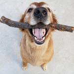 Creekside Critters Pet Sitters LLC